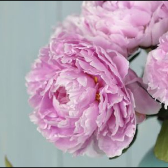 prettyinpeonies